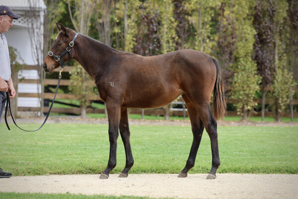 Lot 18: Artorius / Of Importance