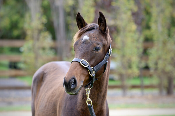 Lot 18: Artorius / Of Importance