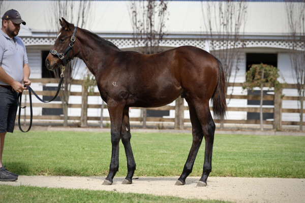 Lot 125: In the Congo / Showcase