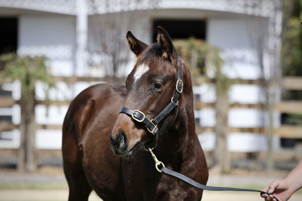 Lot 125: In the Congo / Showcase