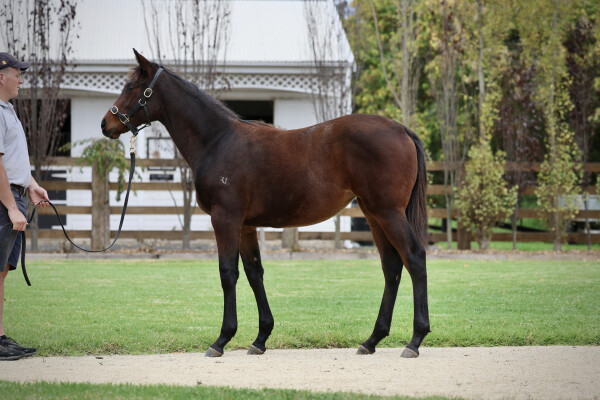 Lot 156: So You Think (NZ) / Storming the Seas