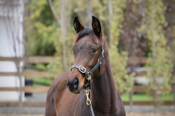 Lot 156: So You Think (NZ) / Storming the Seas