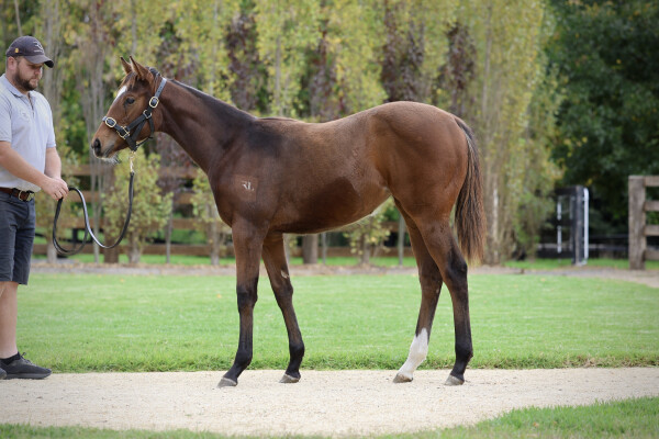 Lot 260: In the Congo / Anthelion