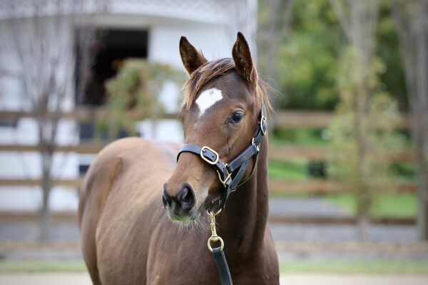 Lot 260: In the Congo / Anthelion
