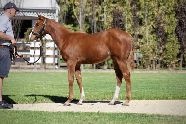 Lot 297: In the Congo / Butterboom