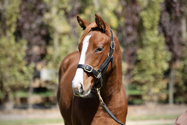Lot 297: In the Congo / Butterboom