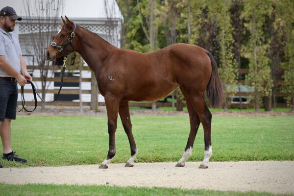 Lot 322: Starspangledbanner / Ciarlet