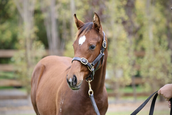 Lot 322: Starspangledbanner / Ciarlet