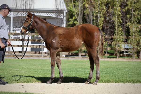 Lot 441: Farnan / Incredulity