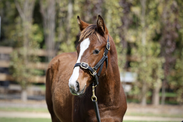 Lot 441: Farnan / Incredulity