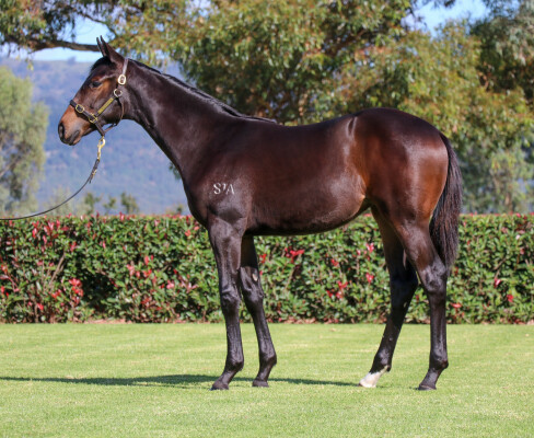 Lot 258: Harry Angel (IRE) / Annecy