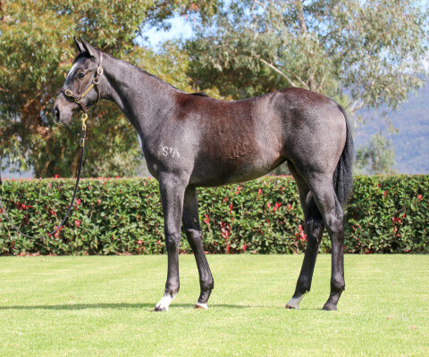 Lot 475: Hitotsu / Lack Lustre (NZ)