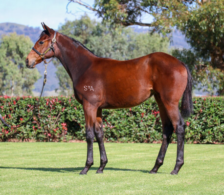 Lot 492: King's Legacy / Layne's Star