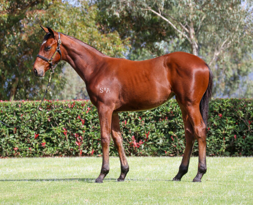 Lot 11: Acrobat / Nicky's Brown Miss (USA)