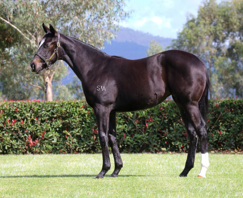 Lot 355: Cosmic Force / Done by Me