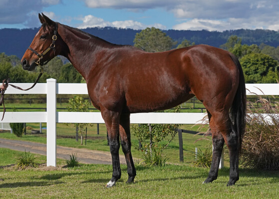 Lot 13: Pride of Dubai / She's Sirius