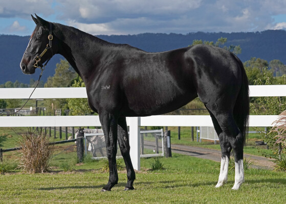 Lot 23: Mshawish (USA) / Lorna's Lass