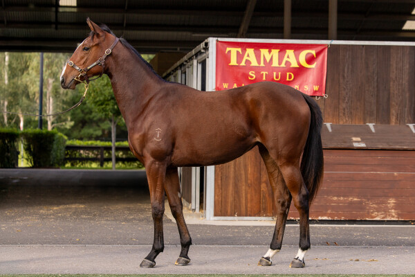 Lot 123: Brutal (NZ) / Wonderful Thing