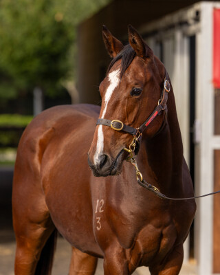 Lot 123: Brutal (NZ) / Wonderful Thing