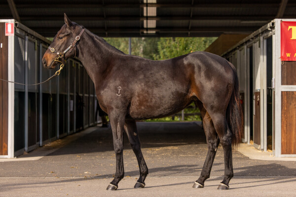 Lot 173: Wild Ruler / Cavalry Gold