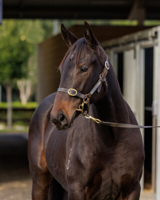 Lot 173: Wild Ruler / Cavalry Gold