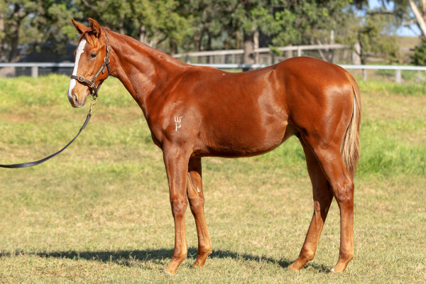 Lot 17: Best of Bordeaux / O'Hara (NZ)