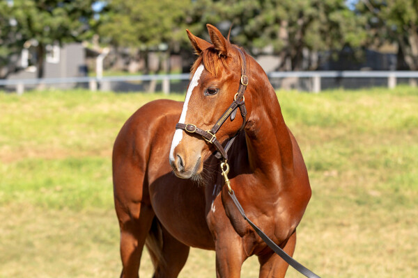 Lot 17: Best of Bordeaux / O'Hara (NZ)