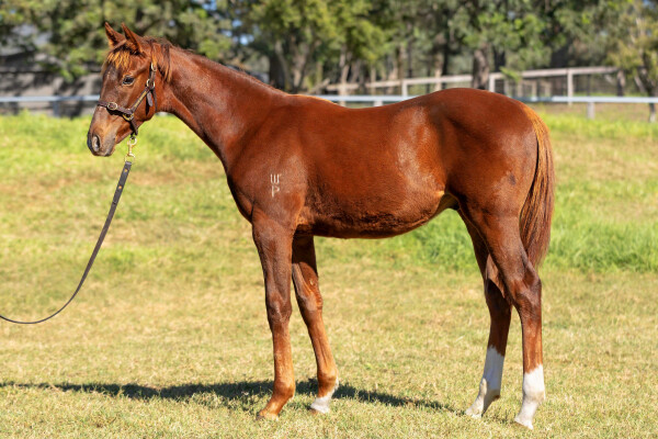Lot 89: Harry Angel (IRE) / Royal Canford (IRE)
