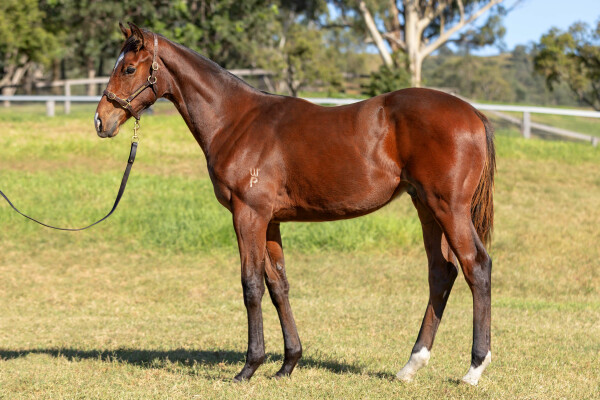Lot 359: Written By / Dream Genie (NZ)