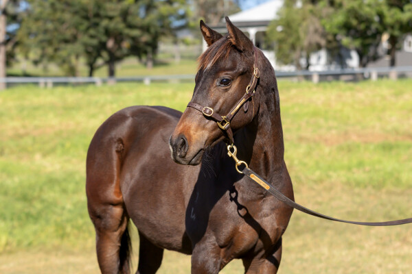 Lot 407: Justify (USA) / Glimmering (GB)