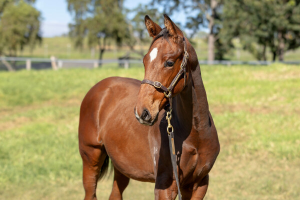 Lot 451: Pride of Dubai / Jacinta