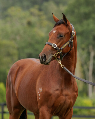 Lot 18: The Autumn Sun / Peggy Selene