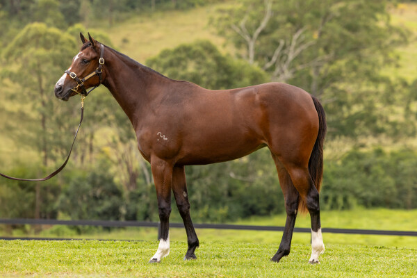 Lot 142: St Mark's Basilica (FR) / Arizona Girl