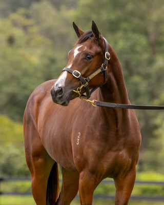 Lot 142: St Mark's Basilica (FR) / Arizona Girl