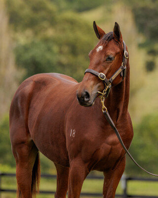 Lot 180: King's Legacy / Classy Couture