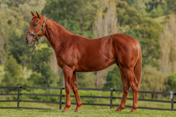 Lot 293: Harry Angel (IRE) / Mooy