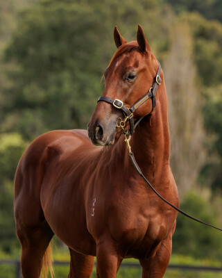 Lot 293: Harry Angel (IRE) / Mooy