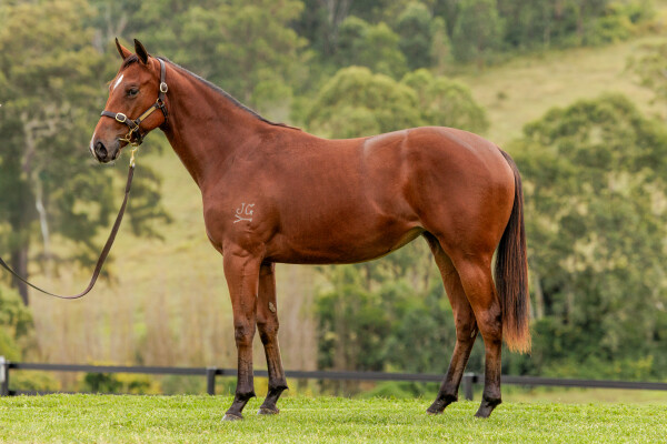 Lot 296: Yes Yes Yes / Morning Bay