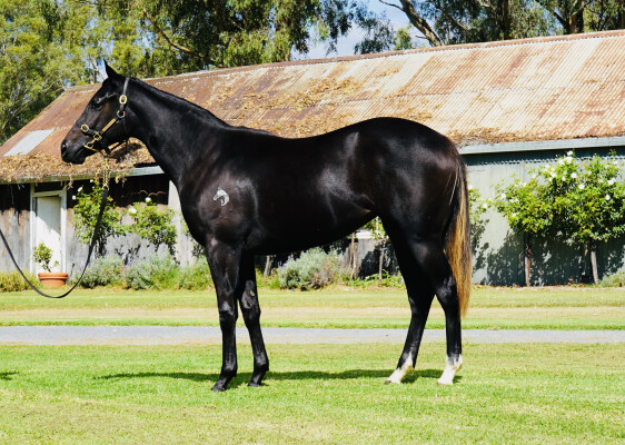 Lot 115: Captivant / Vista Rose (NZ)