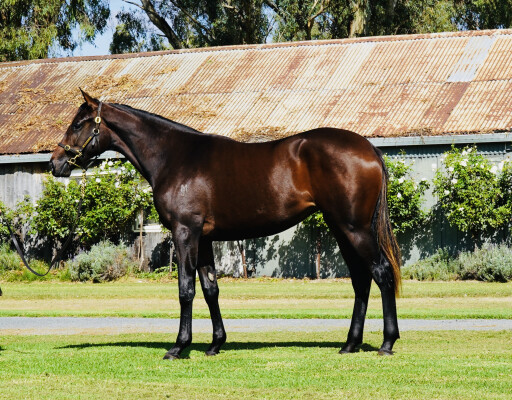 Lot 171: Kermadec (NZ) / Cat Woman