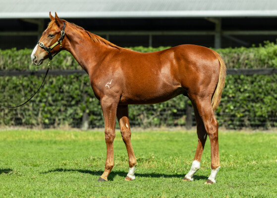 Lot 72: Harry Angel (IRE) / Red Rossini