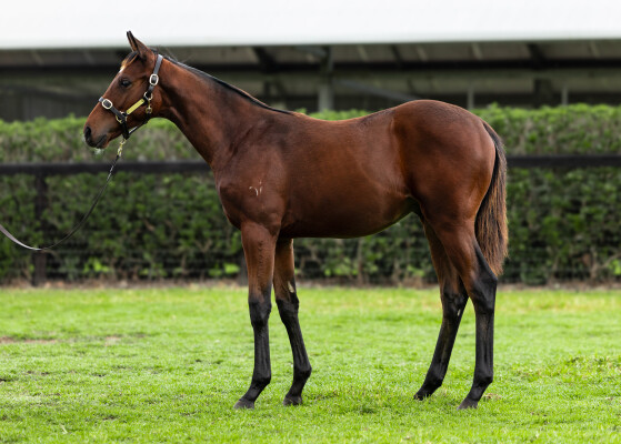 Lot 127: Acrobat / Siren's Song (IRE)
