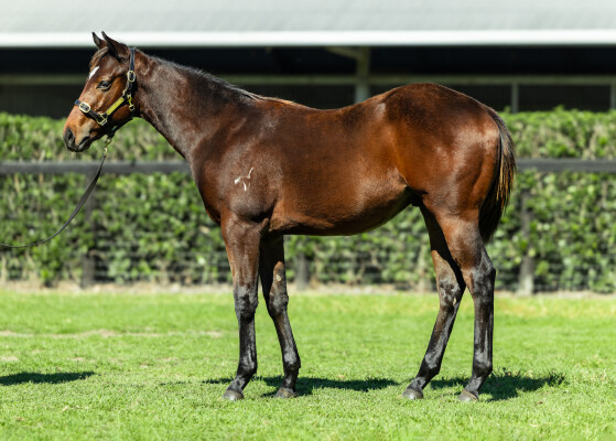 Lot 197: Acrobat / Tough as Teak