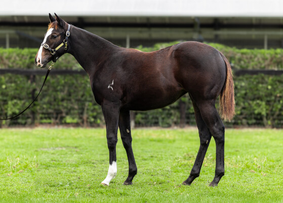 Lot 216: Hitotsu / Whitula