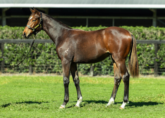 Lot 217: Russian Revolution / Wild Vegas (GER)