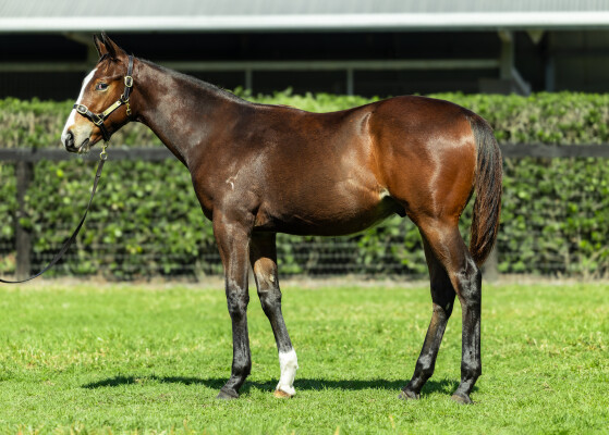 Lot 256: Better Than Ready / Ambar