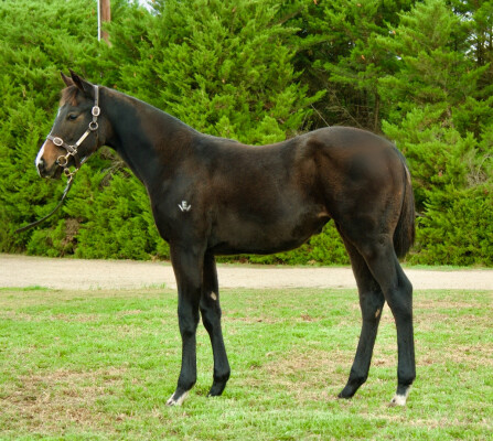 Lot 80: Royal Meeting (IRE) / Ringing Bell