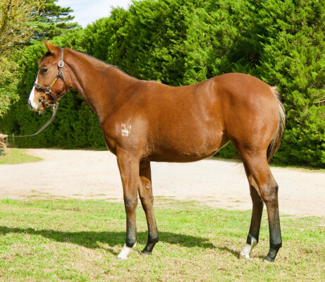 Lot 211: Farnan / War Dame