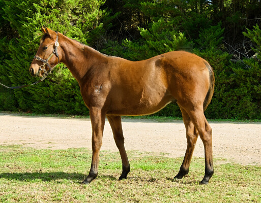 Lot 283: Farnan / Bizz Kelly