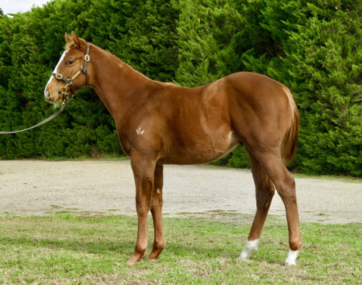 Lot 398: Farnan / French Boss